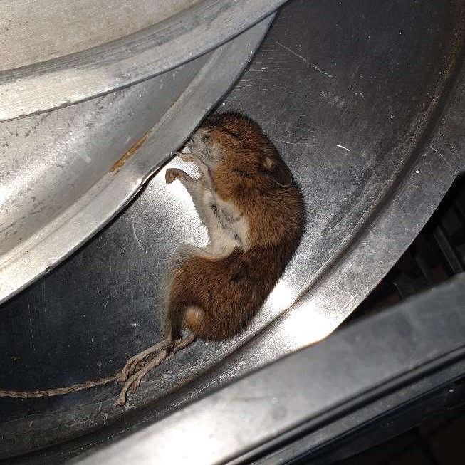 Dead mouse found in kitchen